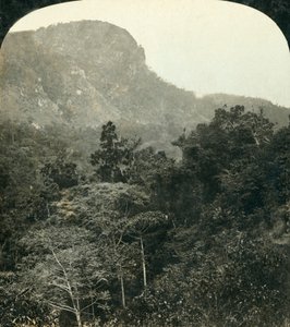Tropische vegetatie in de Barron River Gorge, Cairns, Queensland, Australië, ca. 1909 door George Rose