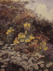 Avondprimula
