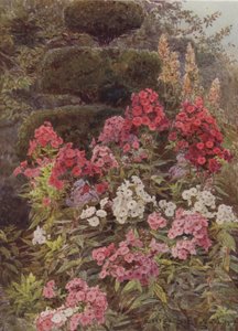 Phlox
