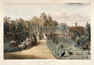 Dierentuin, Regent