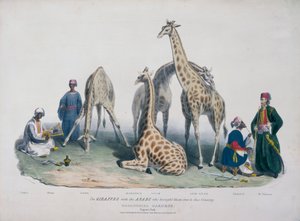 Dierentuin, Regent