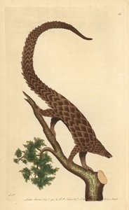 Vierteenmanis, Langstaartpangolin of Zwartbuikpangolin, uit 