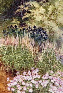 Veronica spicata rosea, met Eryngiums en Violas door George Soper
