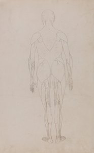 Een vergelijkende anatomische uiteenzetting van de structuur van het menselijk lichaam met dat van een tijger en een hoender: Menselijk Figuur, Achteraanzicht (Verdere Studie voor Tabel XII) door George Stubbs