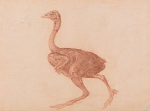 Een vergelijkende anatomische uiteenzetting van de structuur van het menselijk lichaam met dat van een tijger en een hoen: Dorking Hen, zijaanzicht door George Stubbs