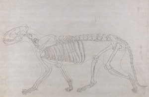 Een vergelijkende anatomische uiteenzetting van de structuur van het menselijk lichaam met dat van een tijger en een hoender: Tijgerskelet, zijaanzicht door George Stubbs