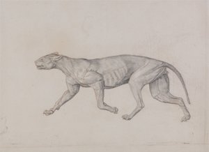 Een vergelijkende anatomische uiteenzetting van de structuur van het menselijk lichaam met dat van een tijger en een hoender:  Lichaam van een luipaard, zijaanzicht door George Stubbs