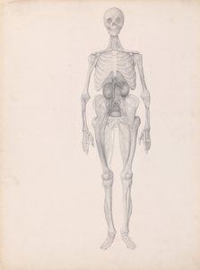 Een vergelijkende anatomische uiteenzetting van de structuur van het menselijk lichaam met dat van een tijger en een hoender:  Menselijke figuur, vooraanzicht (voltooide studie van de laatste fase van de dissectie) door George Stubbs