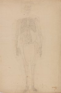 Een vergelijkende anatomische uiteenzetting van de structuur van het menselijk lichaam met dat van een tijger en een hoender: Menselijk skelet, vooraanzicht door George Stubbs