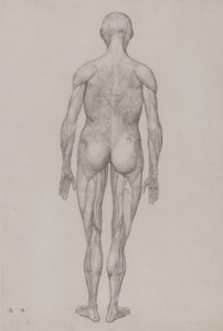 Een vergelijkende anatomische uiteenzetting van de structuur van het menselijk lichaam met dat van een tijger en een hoender: Menselijk Figuur, Achteraanzicht (Bijna Identiek aan de voltooide tekening voor Tabel XII) door George Stubbs