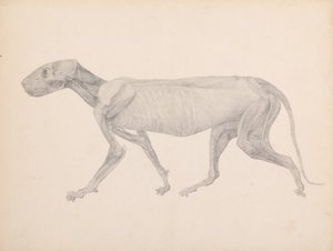 Een vergelijkende anatomische uiteenzetting van de structuur van het menselijk lichaam met dat van een tijger en een hoender:  Tijgerlichaam, zijaanzicht (voltooide tekening voor ongepubliceerde tabel; toont de derde fase in dissectie) door George Stubbs