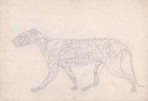Een vergelijkende anatomische uiteenzetting van de structuur van het menselijk lichaam met dat van een tijger en een hoender: Tijger, zijaanzicht (schets van de oppervlaktebloedtoevoer, voorbereid voor de sleutelfiguur bij tabel IX) door George Stubbs