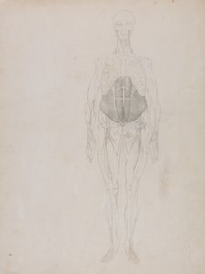 Vergelijkende anatomische uiteenzetting van de structuur van het menselijk lichaam met die van een tijger en een hoender: Menselijk Figuur, Vooraanzicht (Grotendeels in omtrek) door George Stubbs