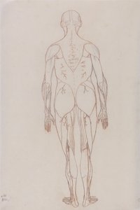 Een vergelijkende anatomische uiteenzetting van de structuur van het menselijk lichaam met dat van een tijger en een hoender: Figuur van de mens, achteraanzicht (schetstekening voor sleutelfiguur bij tabel XII) door George Stubbs