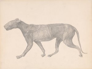 Een vergelijkende anatomische uiteenzetting van de structuur van het menselijk lichaam met dat van een tijger en een hoender:  Tijger, zijaanzicht, met huid en weefsel verwijderd (voltooide studie voor tabel IX) door George Stubbs