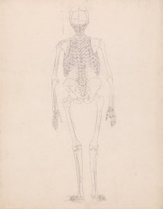 Een vergelijkende anatomische uiteenzetting van de structuur van het menselijk lichaam met dat van een tijger en een hoender: Menselijk skelet, achteraanzicht door George Stubbs