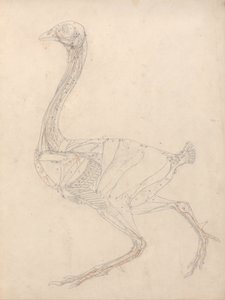 Een vergelijkende anatomische uiteenzetting van de structuur van het menselijk lichaam met dat van een tijger en een hoender: Hoenderlichaam, zijaanzicht (studie voor de sleutelfiguur bij tabel XV) door George Stubbs