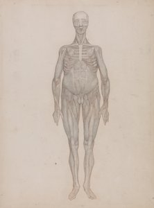 Een vergelijkende anatomische uiteenzetting van de structuur van het menselijk lichaam met dat van een tijger en een hoender: Menselijke figuur, vooraanzicht (bedoeld voor een plaat die nooit werd gepubliceerd) door George Stubbs
