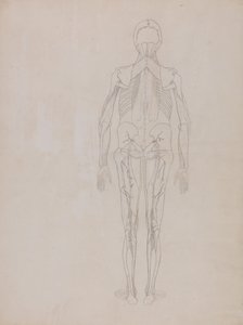 Een vergelijkende anatomische uiteenzetting van de structuur van het menselijk lichaam met dat van een tijger en een hoender: Human Figure, Posterior View (Schetstekening voor de sleutelfiguur van een ongepubliceerde plaat) door George Stubbs