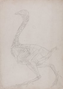Een vergelijkende anatomische uiteenzetting van de structuur van het menselijk lichaam met dat van een tijger en een hoender:  Hoenderlichaam, zijaanzicht (schematische tekening, behorend bij tabel XV) door George Stubbs