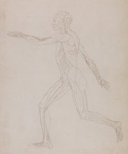 Een vergelijkende anatomische uiteenzetting van de structuur van het menselijk lichaam met dat van een tijger en een hoender: Figuur van de mens, zijaanzicht (Verwant aan tabel XIII, gedetailleerde studie van de bloedvaten die de spieren voeden) door George Stubbs