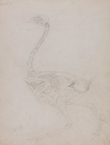 Een vergelijkende anatomische uiteenzetting van de structuur van het menselijk lichaam met dat van een tijger en een hoender:  Hoenderlichaam, zijaanzicht door George Stubbs
