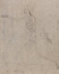 Een vergelijkende anatomische uiteenzetting van de structuur van het menselijk lichaam met dat van een tijger en een hoender: Menselijk skelet, zijaanzicht door George Stubbs