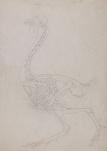 Een vergelijkende anatomische uiteenzetting van de structuur van het menselijk lichaam met dat van een tijger en een hoender:  Kippenskelet, zijaanzicht (schematische tekening) door George Stubbs