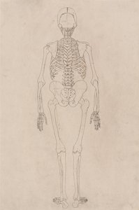 Een vergelijkende anatomische uiteenzetting van de structuur van het menselijk lichaam met dat van een tijger en een hoender: Menselijk skelet, achteraanzicht (met betrekking tot tabel II) door George Stubbs