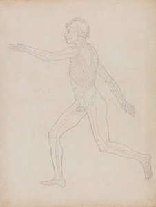 Een vergelijkende anatomische uiteenzetting van de structuur van het menselijk lichaam met dat van een tijger en een hoender: Menselijke figuur, zijaanzicht door George Stubbs