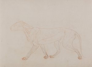 Een vergelijkende anatomische uiteenzetting van de structuur van het menselijk lichaam met dat van een tijger en een hoender: Tijgerlichaam, zijaanzicht (toont de derde fase in dissectie) door George Stubbs