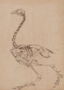Een vergelijkende anatomische uiteenzetting van de structuur van het menselijk lichaam met dat van een tijger en een hoender:  Kippenskelet, zijaanzicht (studie voor de sleutelfiguur bij tabel V) door George Stubbs