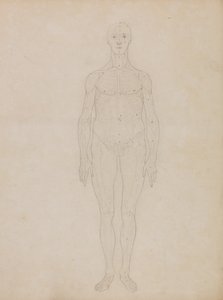Een vergelijkende anatomische uiteenzetting van de structuur van het menselijk lichaam met dat van een tijger en een hoender: Studie van de Menselijke Figuur, Vooraanzicht (Waarschijnlijk gerelateerd aan Tabel XI) door George Stubbs