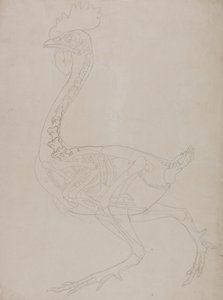 Een vergelijkende anatomische uiteenzetting van de structuur van het menselijk lichaam met dat van een tijger en een hoender:  Kippenskelet, zijaanzicht door George Stubbs