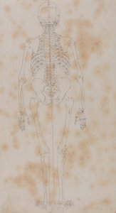 Een vergelijkende anatomische uiteenzetting van de structuur van het menselijk lichaam met dat van een tijger en een hoender: Menselijk skelet, achteraanzicht (Misschien wel de eerste van de studies van het skelet) door George Stubbs