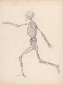 Een vergelijkende anatomische uiteenzetting van de structuur van het menselijk lichaam met dat van een tijger en een hoender: Human Figure, Lateral View (voltooide studie voor een ongepubliceerde tabel, die de laatste fase in de dissectie vertegenwoordigt) door George Stubbs
