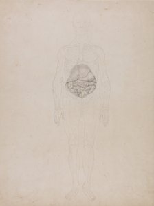 Een vergelijkende anatomische uiteenzetting van de structuur van het menselijk lichaam met dat van een tijger en een hoender: Menselijk Figuur, Vooraanzicht (Schetsmatige tekening) door George Stubbs
