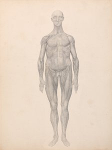 Een vergelijkende anatomische uiteenzetting van de structuur van het menselijk lichaam met dat van een tijger en een hoender: Menselijke figuur, vooraanzicht, huid en onderliggende vliezen verwijderd (voltooide studie voor tabel XI) door George Stubbs