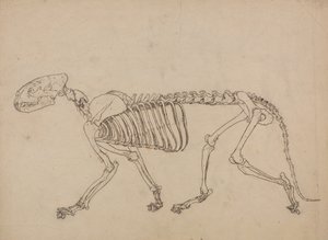 Een vergelijkende anatomische uiteenzetting van de structuur van het menselijk lichaam met dat van een tijger en een hoender: Tijgerskelet, zijaanzicht (studie voor de sleutelfiguur bij tabel IV) door George Stubbs