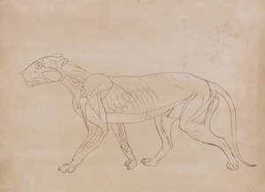 Een vergelijkende anatomische uiteenzetting van de structuur van het menselijk lichaam met dat van een tijger en een hoender:  Tijgerlichaam, zijaanzicht (schetstekening voor een sleutelfiguur) door George Stubbs