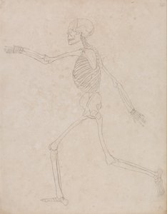 Een vergelijkende anatomische uiteenzetting van de structuur van het menselijk lichaam met dat van een tijger en een hoender: Menselijk skelet, zijaanzicht (kan oorspronkelijk zijn gemaakt voor gebruik als sleutelfiguur bij tabel III, maar is later losgela door George Stubbs