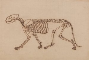 Een vergelijkende anatomische uiteenzetting van de structuur van het menselijk lichaam met dat van een tijger en een hoender: Tijgerskelet, zijaanzicht door George Stubbs