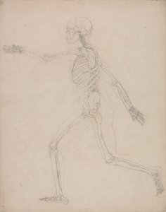 Een vergelijkende anatomische uiteenzetting van de structuur van het menselijk lichaam met dat van een tijger en een hoender: Menselijk skelet, zijaanzicht door George Stubbs