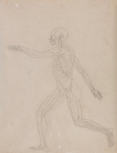 Een vergelijkende anatomische uiteenzetting van de structuur van het menselijk lichaam met dat van een tijger en een hoender: Menselijke figuur, zijaanzicht door George Stubbs