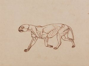 Een vergelijkende anatomische uiteenzetting van de structuur van het menselijk lichaam met dat van een tijger en een hoender:  Lichaam van een luipaard, zijaanzicht door George Stubbs