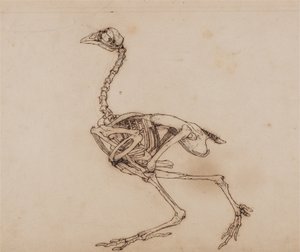 Een vergelijkende anatomische uiteenzetting van de structuur van het menselijk lichaam met dat van een tijger en een hoen:  Dorking Hen Skeleton, Lateral View (Waarschijnlijk voorbereid voor een ongepubliceerde sleutelfiguur) door George Stubbs