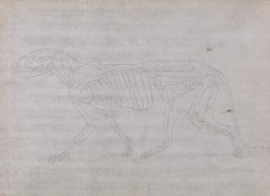 Een vergelijkende anatomische uiteenzetting van de structuur van het menselijk lichaam met dat van een tijger en een hoender: Tijgerlichaam, zijaanzicht door George Stubbs