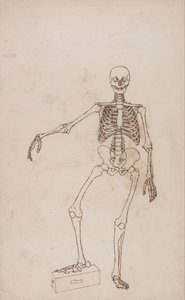 Een vergelijkende anatomische uiteenzetting van de structuur van het menselijk lichaam met dat van een tijger en een hoender: Menselijk skelet, vooraanzicht door George Stubbs