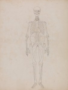 Een vergelijkende anatomische uiteenzetting van de structuur van het menselijk lichaam met dat van een tijger en een hoender:  Menselijk Figuur, Vooraanzicht (Schetsfiguur) door George Stubbs