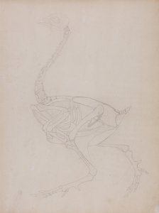 Een vergelijkende anatomische uiteenzetting van de structuur van het menselijk lichaam met dat van een tijger en een hoender:  Hoenderlichaam, zijaanzicht door George Stubbs